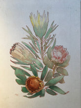 Load image into Gallery viewer, Alexander KLOPCANOVS (1912-1997) Protea oil Painting on Canvas (South African Artist)
