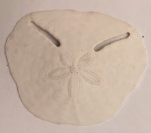 Load image into Gallery viewer, Pansy Shell - Sand Dollar
