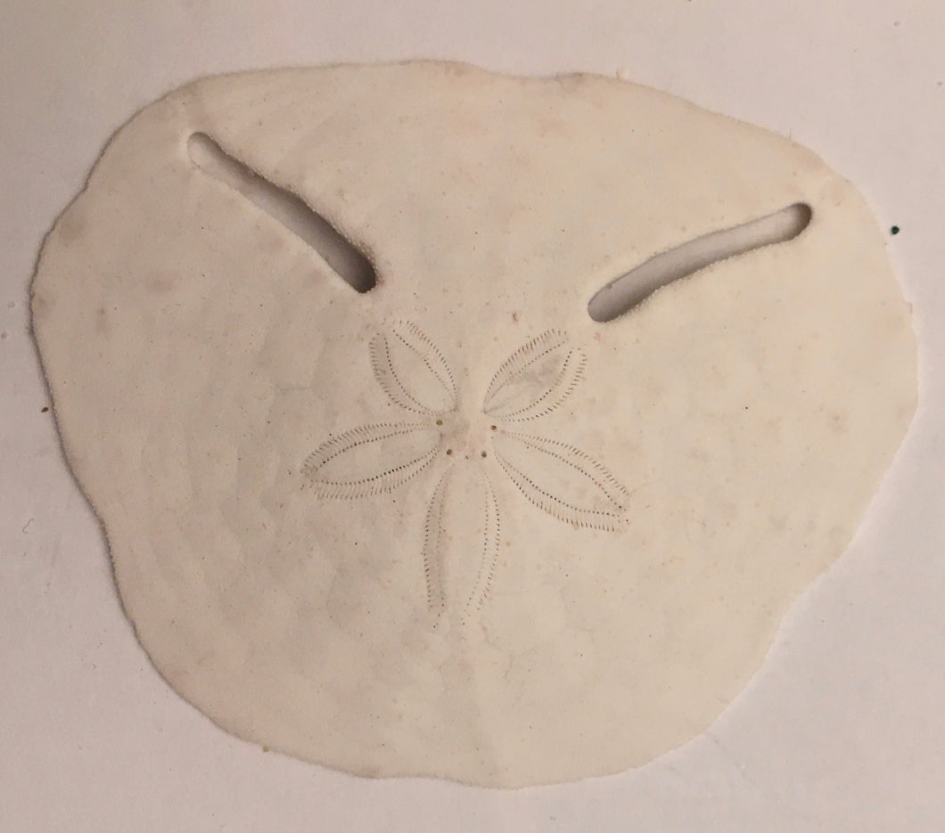 Pansy Shell - Sand Dollar